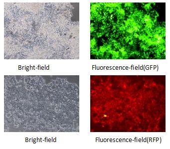 微信截圖_20240221174616 微信截圖_20240221174616